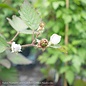 Edible #2 Rubus x Navaho/ Thornless Blackberry