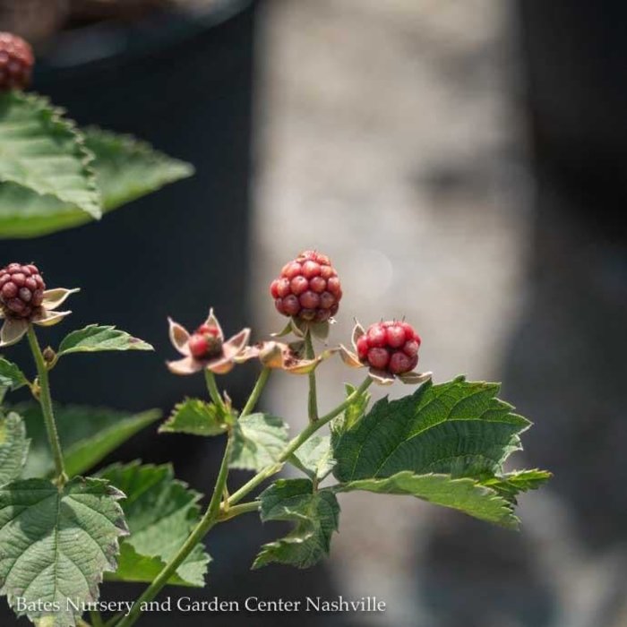 Edible #2 Rubus x Osage/ Thornless Blackberry