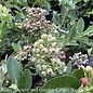 Edible #3 Vaccinium ashei Brightwell/ Rabbiteye Blueberry Native (TN)