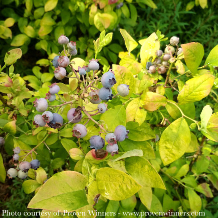 Edible #1 Vaccinium cory PW Sky Dew 'Gold'/ Northern Highbush Blueberry Native (TN)