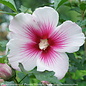 #3 Hibiscus x PW Paraplu Pink Ink/Rose of Sharon/Althea