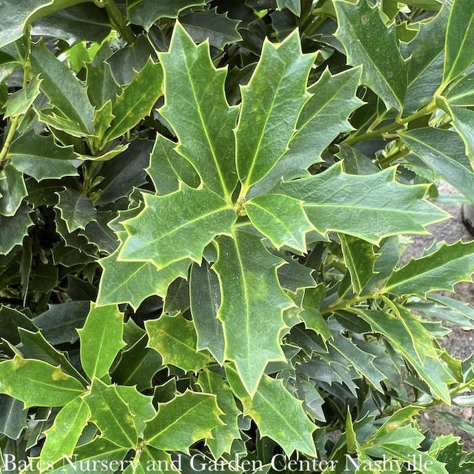 5 Ilex x Magland SL Oakland Red Holly