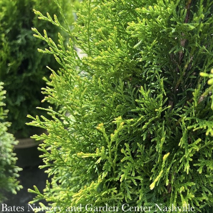 #3 Thuja occ Smaragd 'Emerald Green'/ Columnar Arborvitae