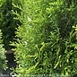 Topiary #5 SPIRAL Thuja occ Smaragd 'Emerald Green'/ Columnar Arborvitae