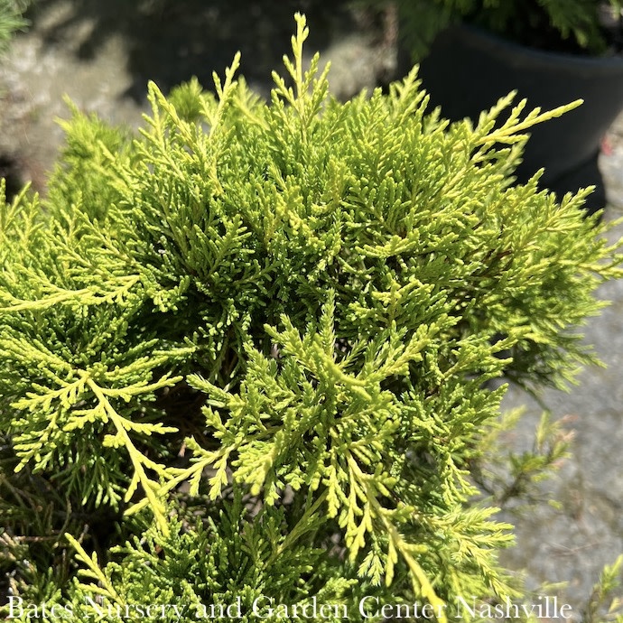 #3 Juniperus x pfitz Golden Joy/Pfitzer Juniper Spreading