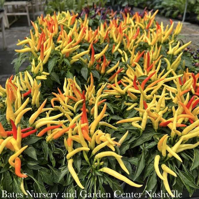 Ornamental Peppers - Please come in to check supply