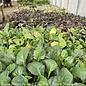 Miscellaneous Ajuga - Come in or call for our inventory