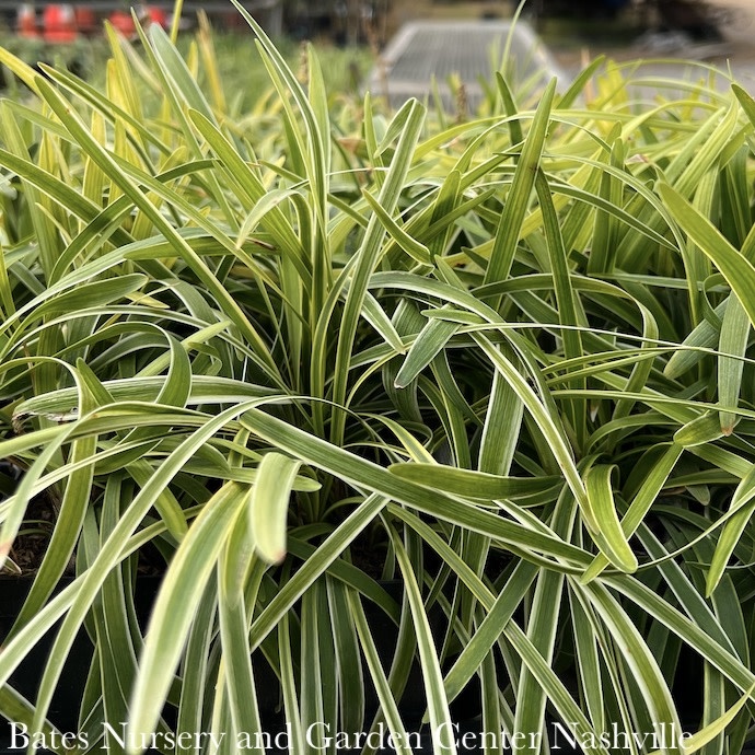 Miscellaneous Liriope / Monkey Grass - Please come in to check supply