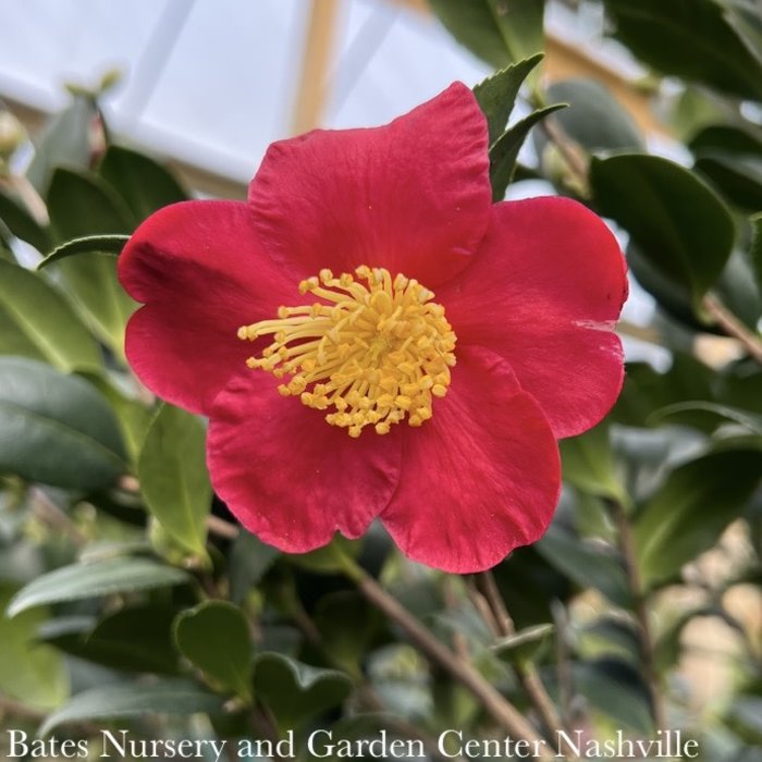 Topiary #5 ESP Camellia sas SL Yuletide/ Red Espalier- No Warranty