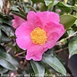 #3 Camellia x  Winter's Star Pink/Single - No Warranty