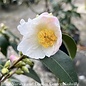 #7 Camellia x  Winter's Star White - No Warranty