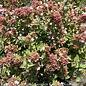 #2.5 Abelia x grand Little Richard/ White Compact