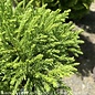 #3 Cryptomeria japonica Globosa Nana/ Dwarf Globe Japanese False Cedar