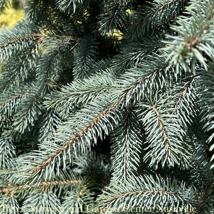 #10 Picea pun Baby Blue EYES/ Dwarf Colorado Blue Spruce