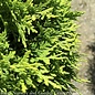 #2 Thuja occ Danica/ Dwarf Globe Arborvitae