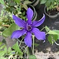 #5 Clematis Sapphire Indigo/purple blue