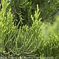 #15 Juniperus virg Brodie/Juniper Upright