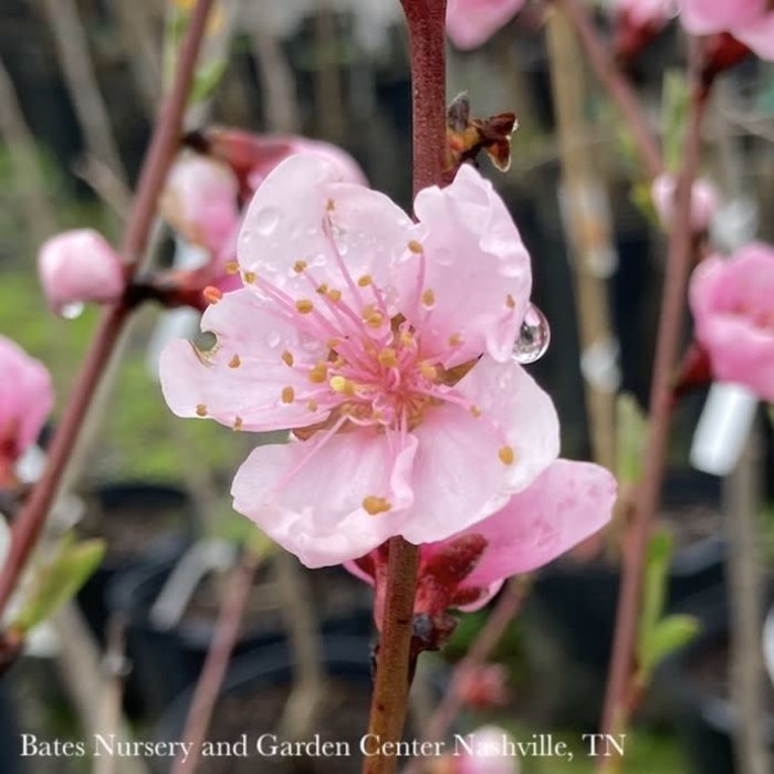 Edible #5 Prunus persica Contender/Semi-dwarf Self-fertile Peach