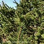 #7 Picea abies/Norway Spruce