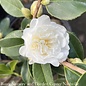 #3 Camellia x Snow Flurry/White - No Warranty