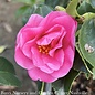 #3 Camellia x Winter's Joy/ Pink Semi-Dbl - No Warranty