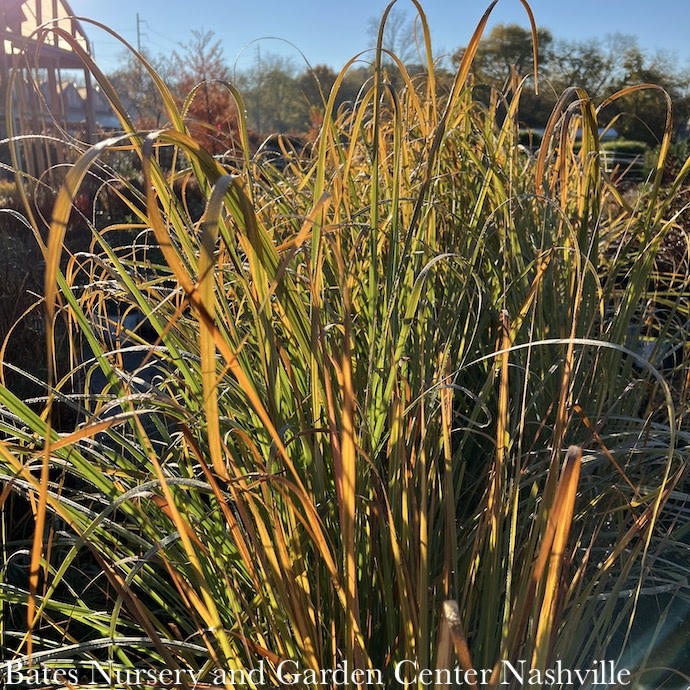 G10Grasses Ornamental 1 Grass Saccharum Ravennae/ Hardy Pampas or