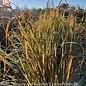 #3 Grass Saccharum Ravennae/Hardy Pampas or Plume (Erianthus)