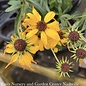 #1 Helianthus salicifolius PW Autumn Gold/ Willowleaf Sunflower Native (R)