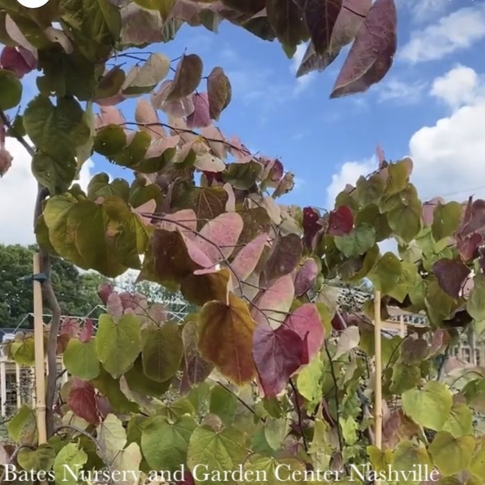 #7 Cercis can Flame Thrower/ Redbud Native (TN)