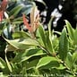 #1 Leucothoe axillaris Rejoyce/Coastal  Native (R)