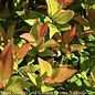 #1 Leucothoe fontanesiana Leafscapes 'Little Flames'/ Compact Native (TN)