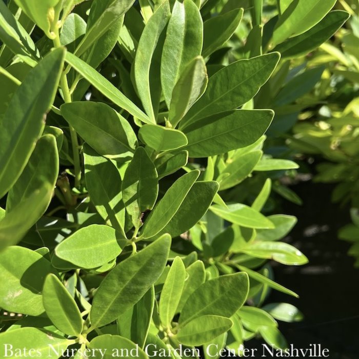 #3 Illicium parviflorum/ Yellow Anise Native (TN)