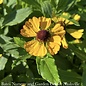 #1 Helenium autumnale Hayday Yellow/ Sneezeweed Native (TN)