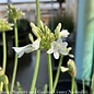 #1 Agapanthus Galaxy White/Lily of the Nile