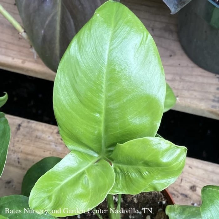 10p! Philodendron Goeldii /Tropical