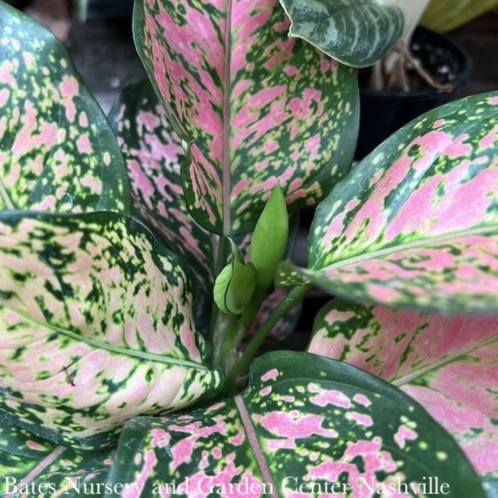 5p! Aglaonema Red Valentine / Chinese Evergreen /Tropical