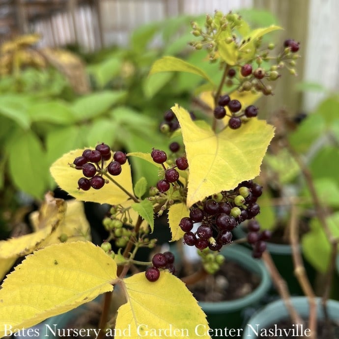 #1 Aralia racemosa/ Spikenard Native (TN)