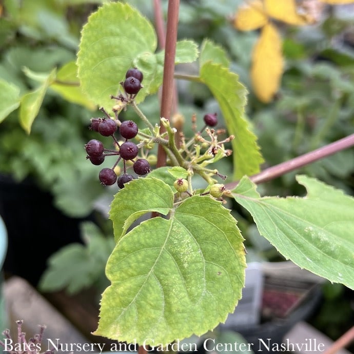 #1 Aralia racemosa/ Spikenard Native (TN)