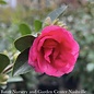 #5 Camellia sas Kanjiro/Cerise Pink Semi-Double - No Warranty