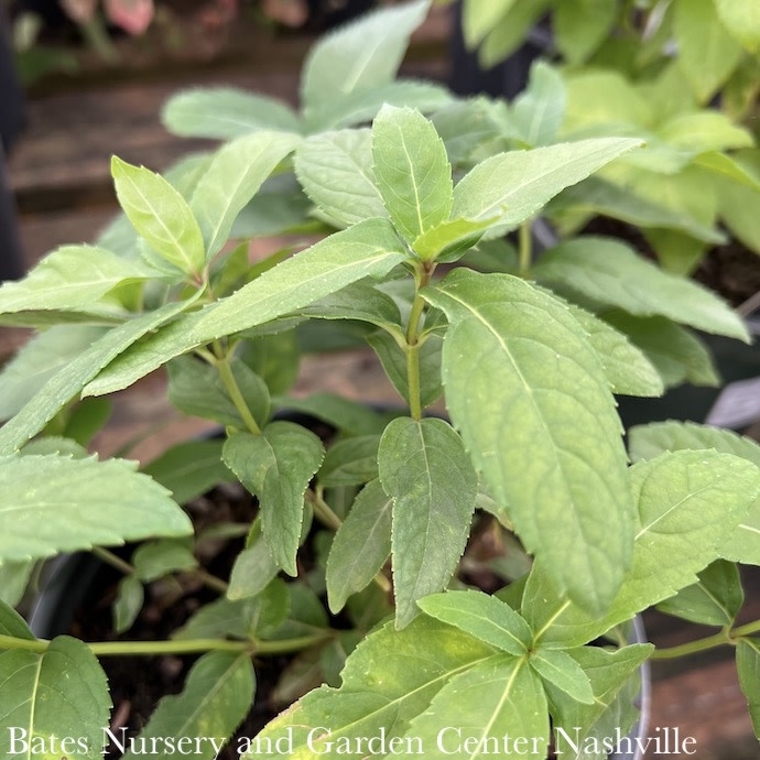 #1 Chelone glabra/ White Turtlehead Native (TN)