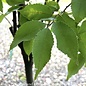 #10 Zelkova serrata Musashino/ Columnar