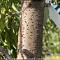 #15 Zelkova serrata Green Vase/ Japanese