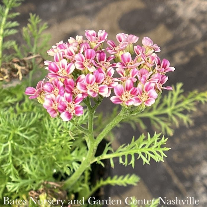 #1 Achillea millefolium Desert Eve Rose/ Yarrow Native (TN)