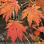 #6 Acer x pseudosieboldianum Arctic Jade/ Korean Maple