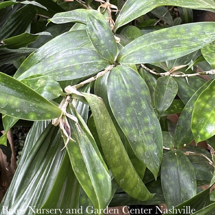 6p! Dracaena Surculosa /Tropical