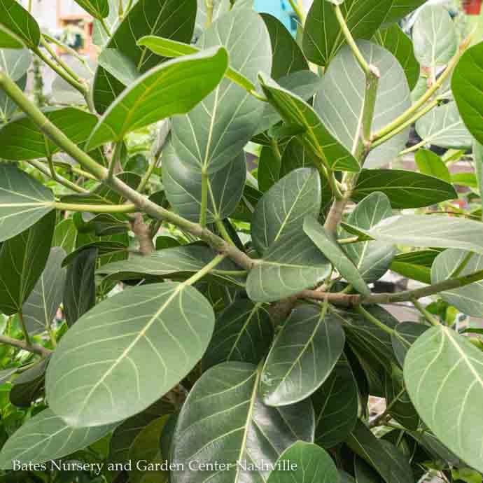 #1 Ficus Audrey Bush /Tropical