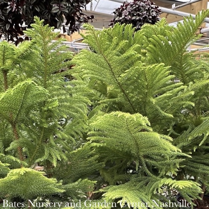 6p! Araucaria/Norfolk Island Pine /Tropical