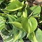 4p! Philodendron Brazilian / Tropical