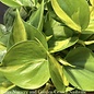 6p! Philodendron Brazilian /Tropical