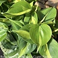 6p! Philodendron Brazilian /Tropical
